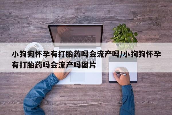 意外怀孕怎么办?打胎药购买微信小狗狗怀孕有打胎药吗会流产吗/小狗狗怀孕有打胎药吗会流产吗图片